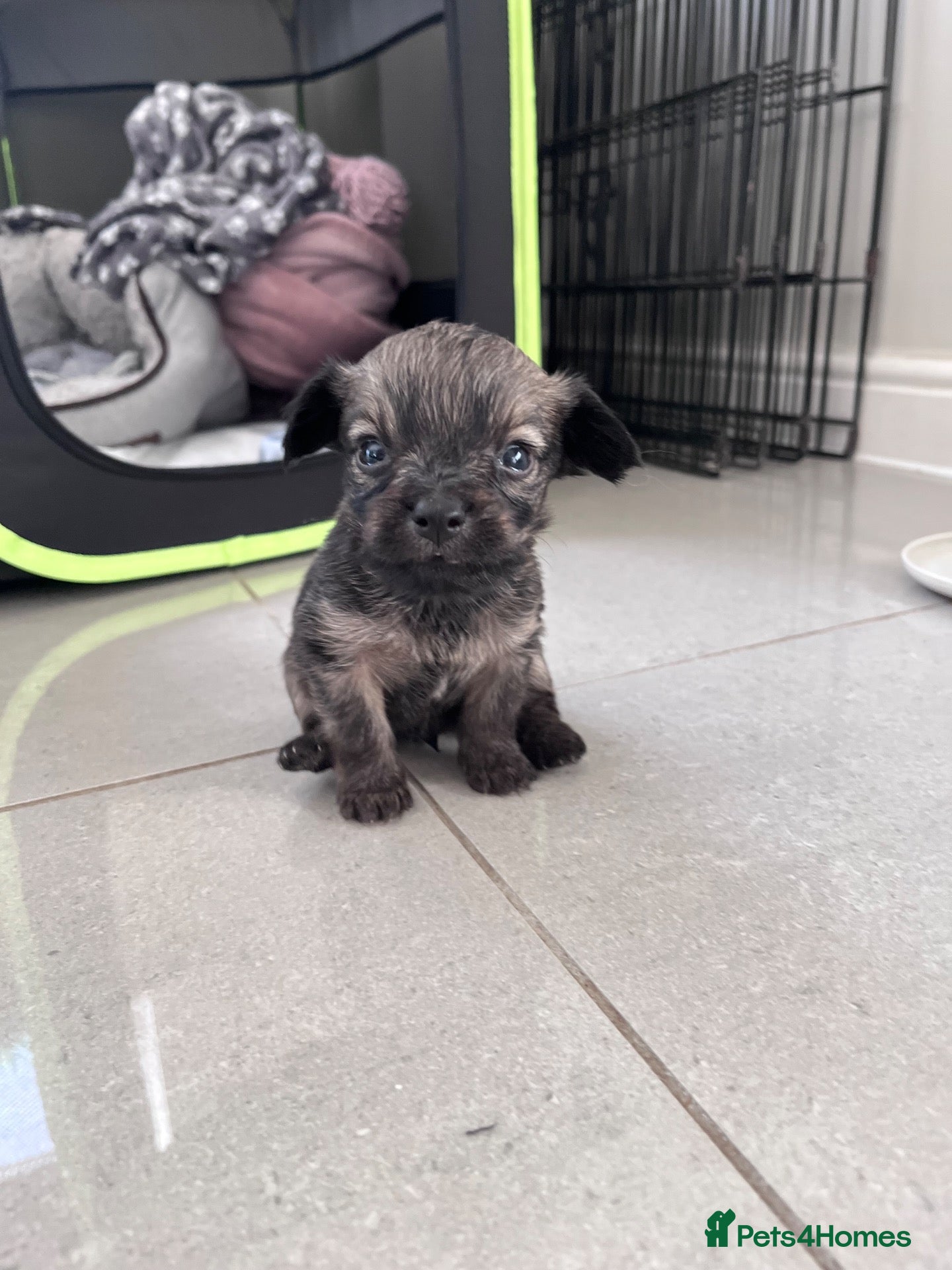 Mixed Breed dogs Chihuahua Jackapoo cross puppies - Advert 3