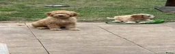 Mixed Breed dogs for sale: Australian doubledoodles  - Advert 7