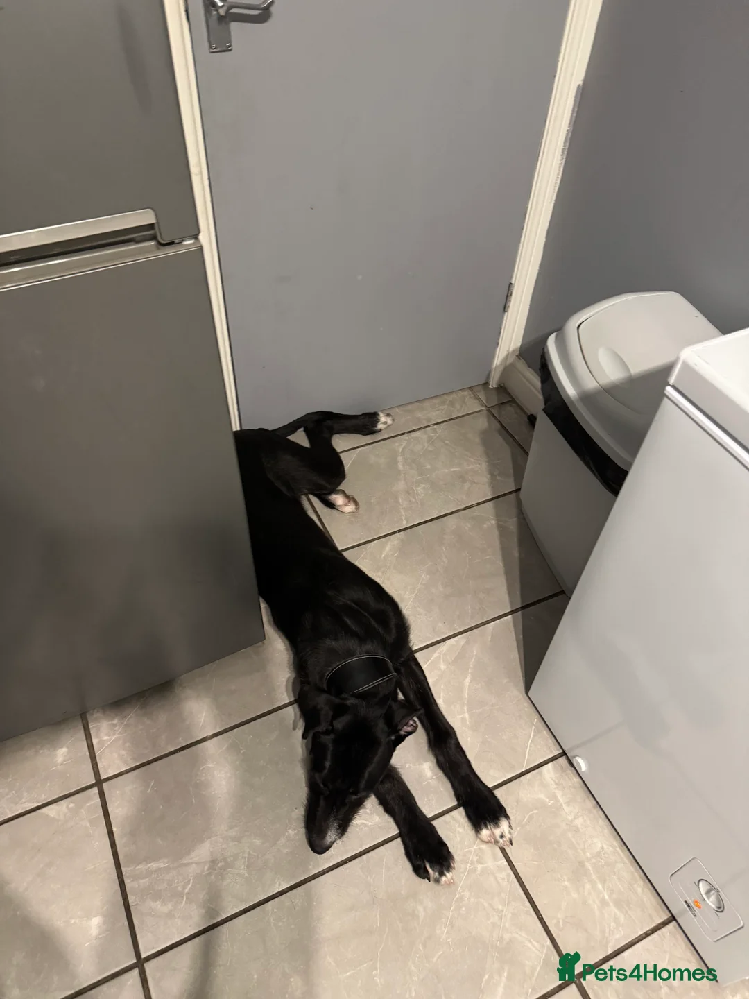 Mixed Breed dogs for sale: 8 month old deer greyhound cross bully greyhound  - Advert 6