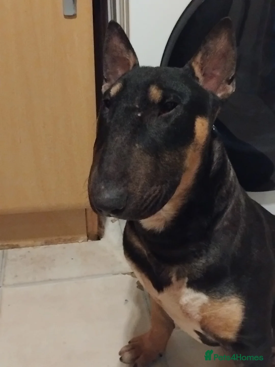 English Bull Terrier dogs for sale: English bull terrier tri male 9 mth old KC reg - Advert 2