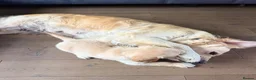 Golden Retriever dogs for sale: Beautiful Golden Retriever Puppies - Advert 5