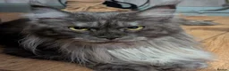 Maine Coon cats for sale: Stunning Maine coon girls *only 2 remaining* - Advert 12