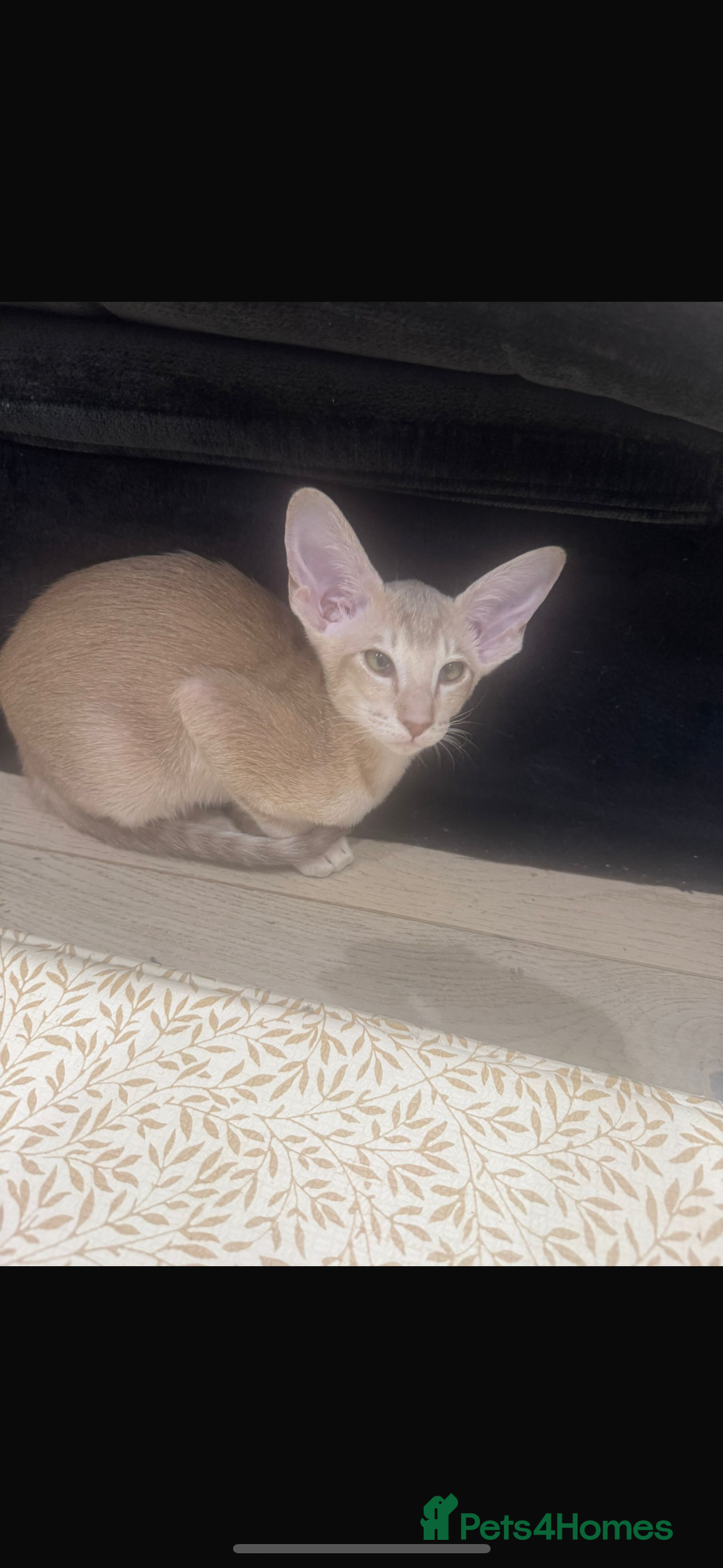 Oriental cats for sale: Girl oriental  - Image 2
