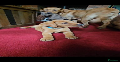Labrador Retriever dogs in Watchet - Advert 4