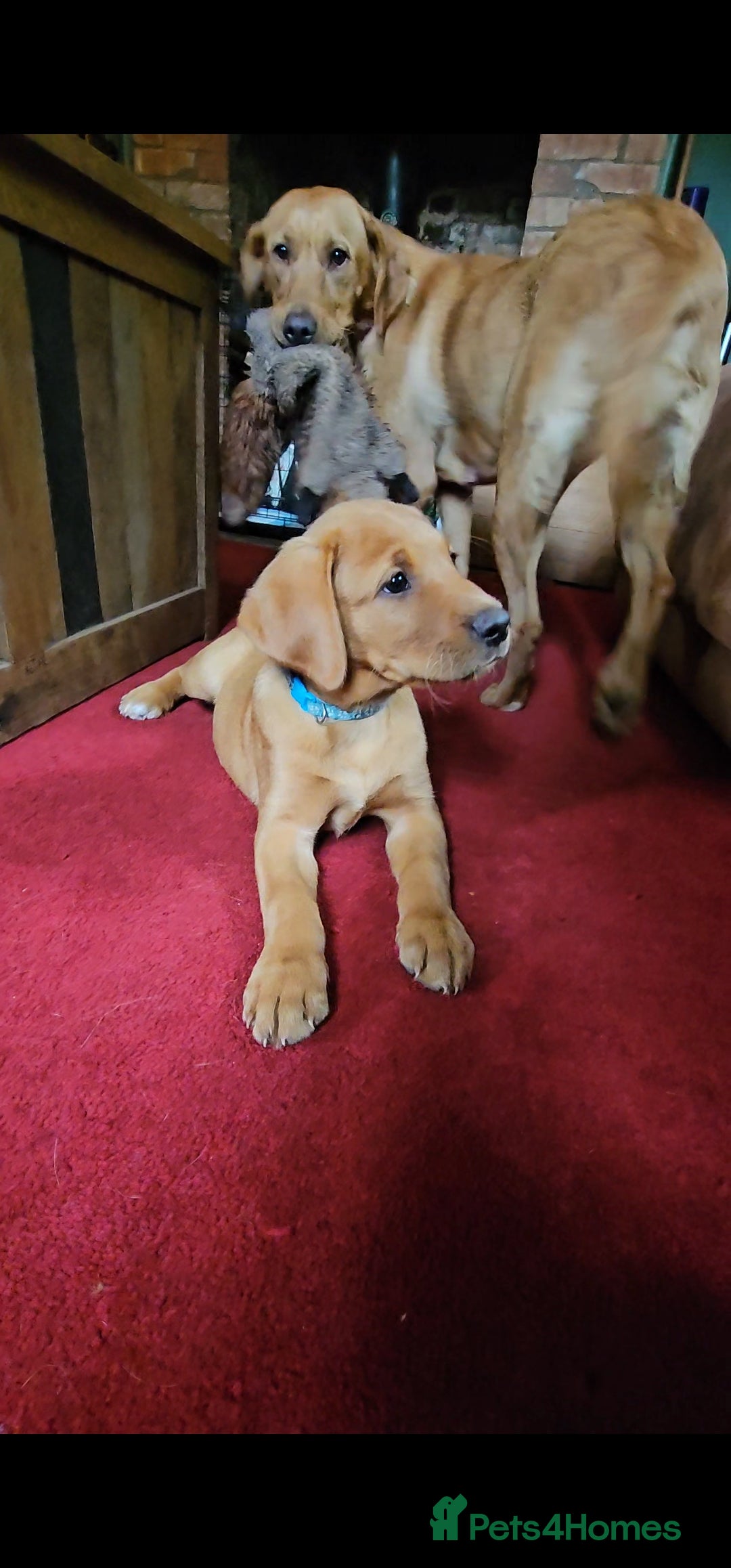 Labrador Retriever dogs for sale: Labrador Puppies  in Watchet - Image 2
