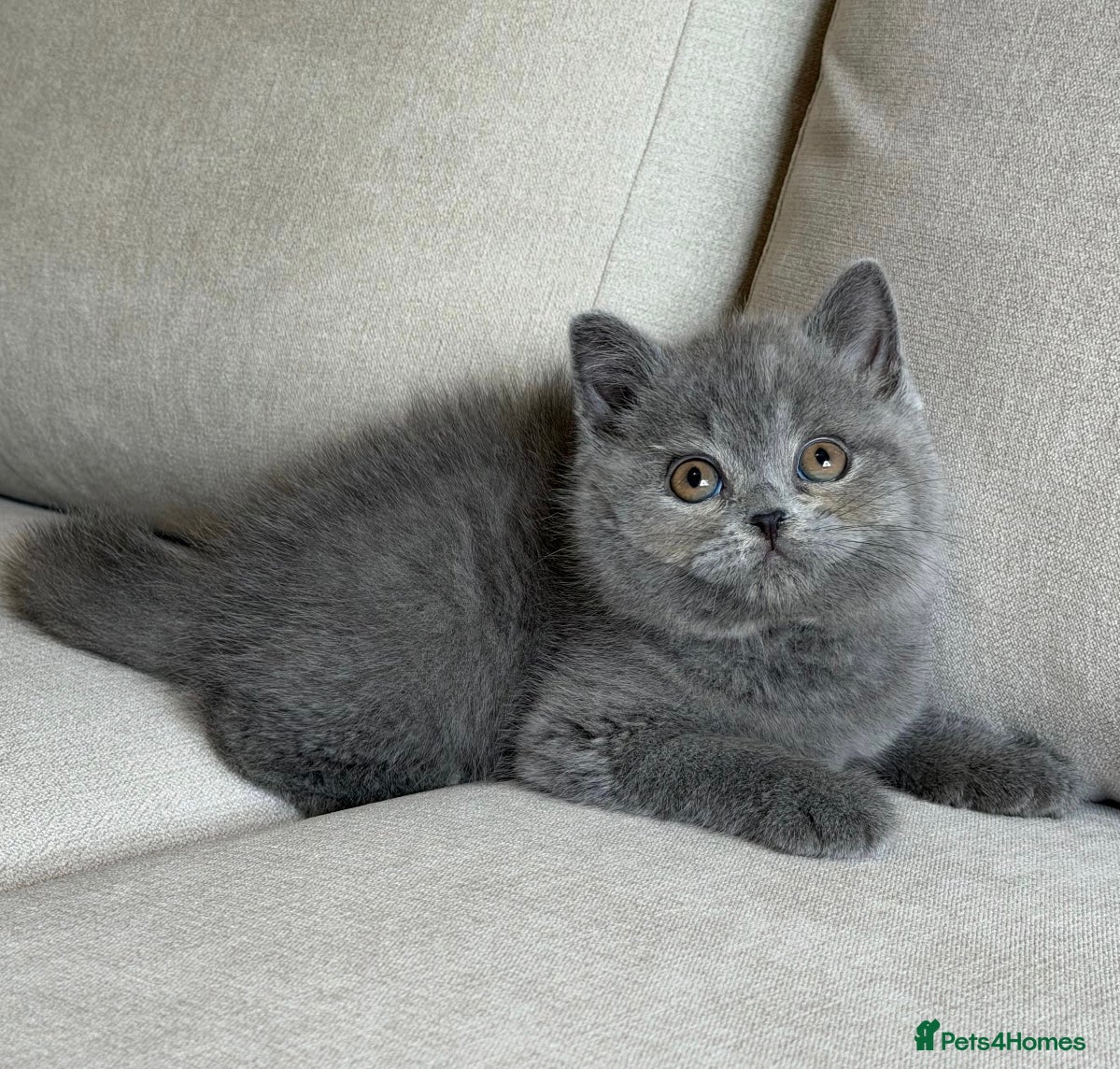 British Shorthair cats for sale: ✨ GCCF BEAUTIFUL KITTENS ✨ - Advert 15