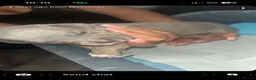 American Bully dogs for sale: American pocket bully’s  - Advert 12