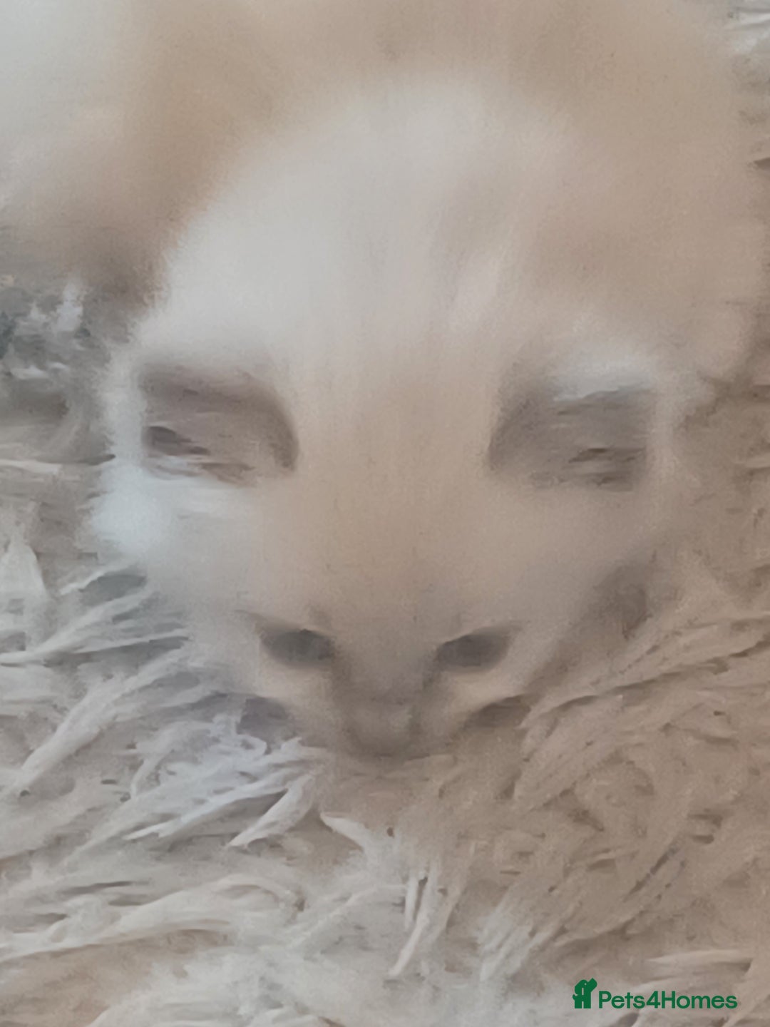 Ragdoll cats for sale: Mink ragdoll kittens - Image 11
