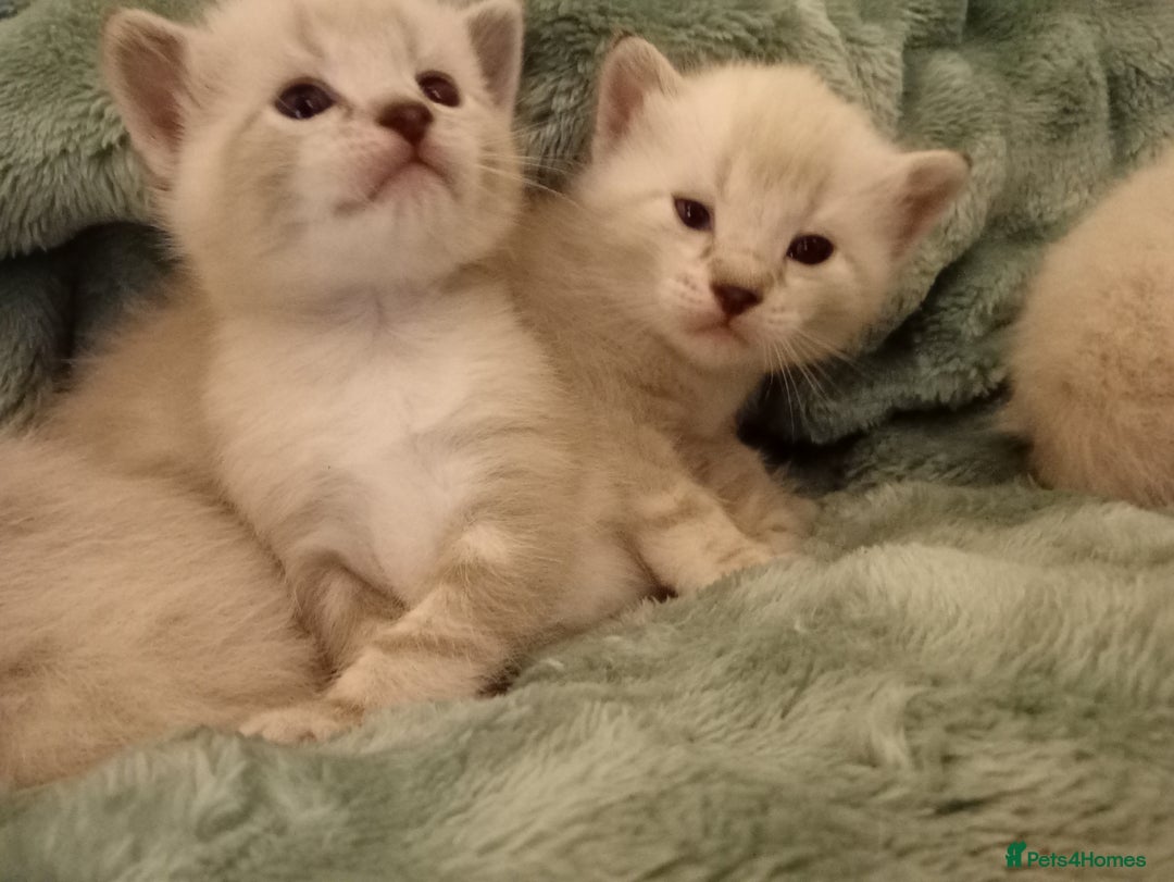 Bengal cats for sale: Bengal ragdoll kittens available halloween - Image 9