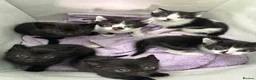 Mixed Breed cats for sale: Kittens for sale - Advert 8