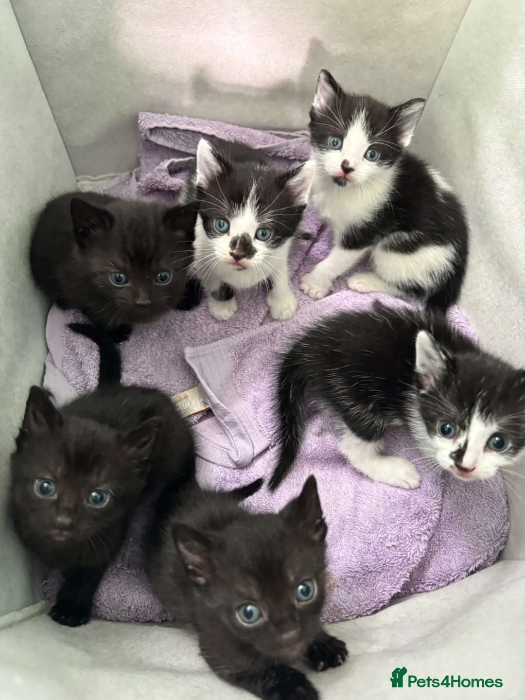 Mixed Breed cats for sale: Kittens for sale - Advert 8