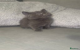 British Shorthair cats for sale: REDUCED!!! Stunning British Short Hair Kittens - Image 1