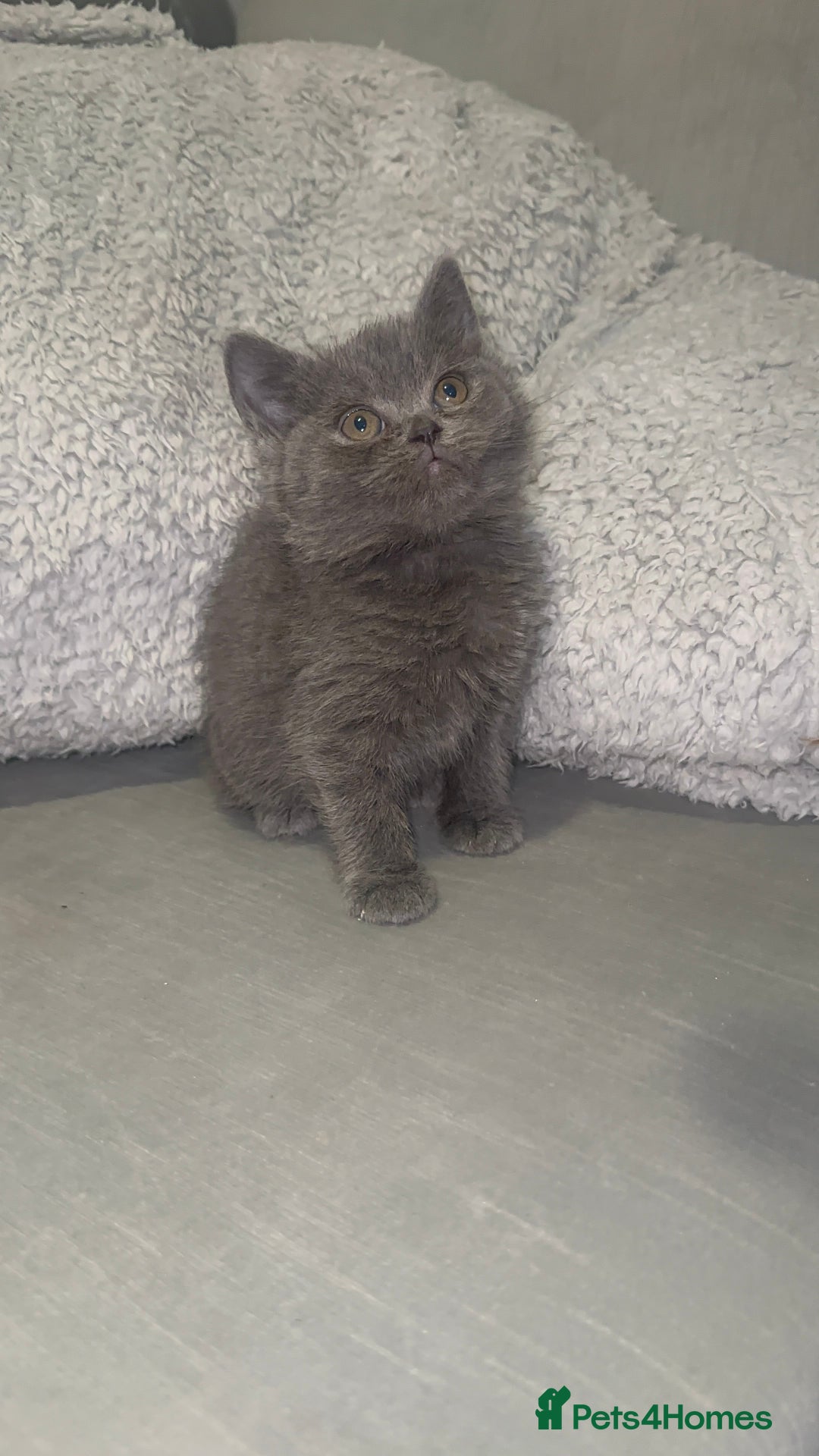 British Shorthair cats for sale: REDUCED!!! Stunning British Short Hair Kittens - Image 1