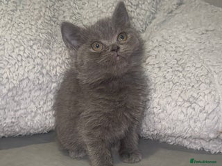 British Shorthair cats - Advert 5