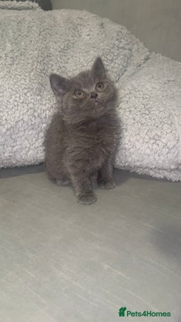 British Shorthair cats - Advert 11