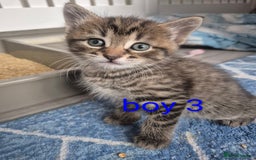 Mixed Breed cats for sale: kittens - Image 7