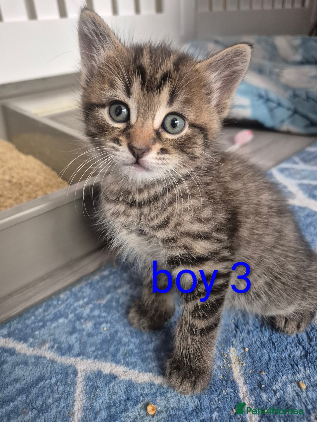 Mixed Breed cats for sale: kittens - Image 7