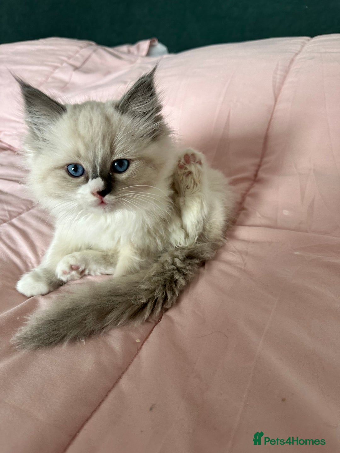 Ragdoll cats for sale: Ragdoll female rate calico  - Image 4