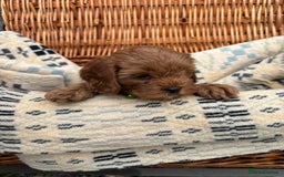 Cockapoo dogs for sale: ❤️ Tiny Deep Red Miniature F1b Cockapoo Pup's  - Image 10