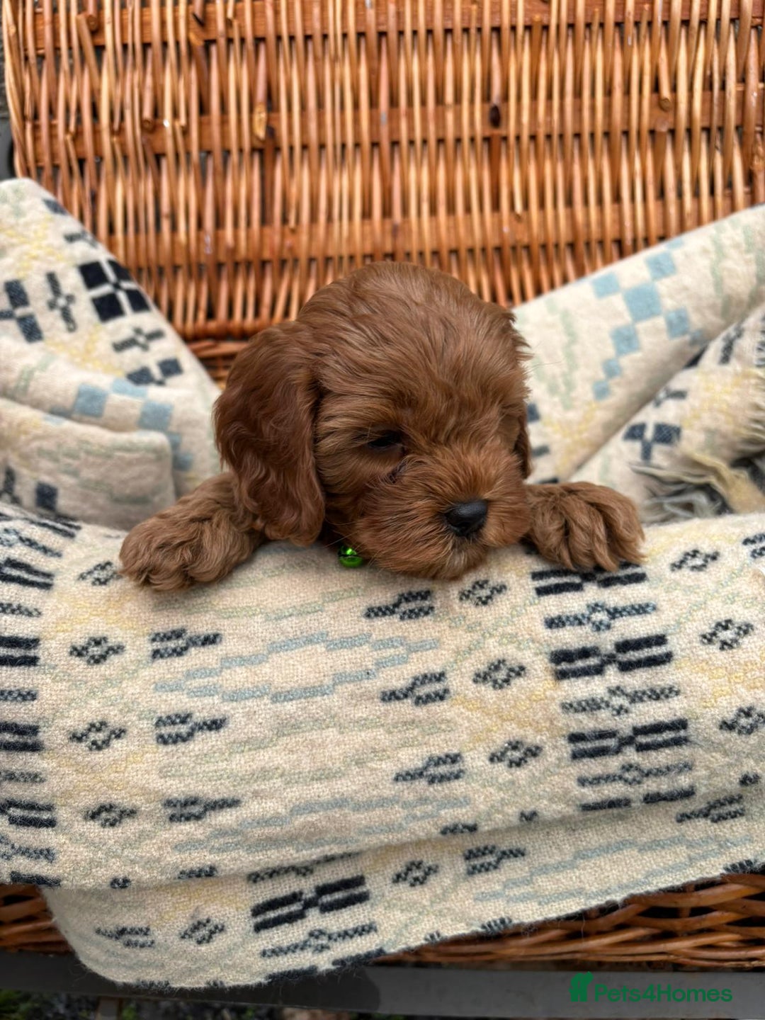Cockapoo dogs for sale: ❤️ Tiny Deep Red Miniature F1b Cockapoo Pup's  - Image 10