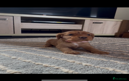 Cocker Spaniel dogs for sale: ✨ KC Registered Working Cocker Spaniel Puppies ✨ - Image 11