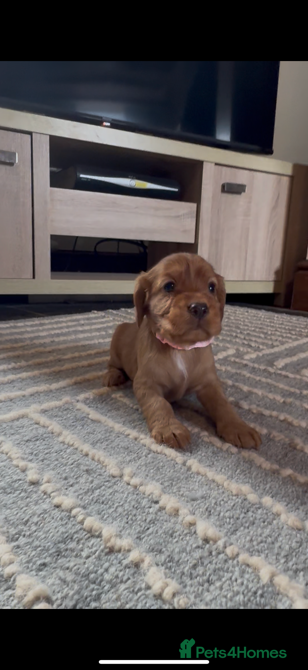 Cocker Spaniel dogs for sale: ✨ KC Registered Working Cocker Spaniel Puppies ✨ - Image 11