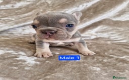 French Bulldog dogs for sale: French Bulldog Puppies  - Image 8