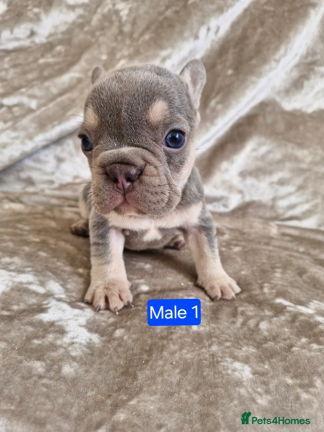 French Bulldog dogs for sale: French Bulldog Puppies  - Image 8