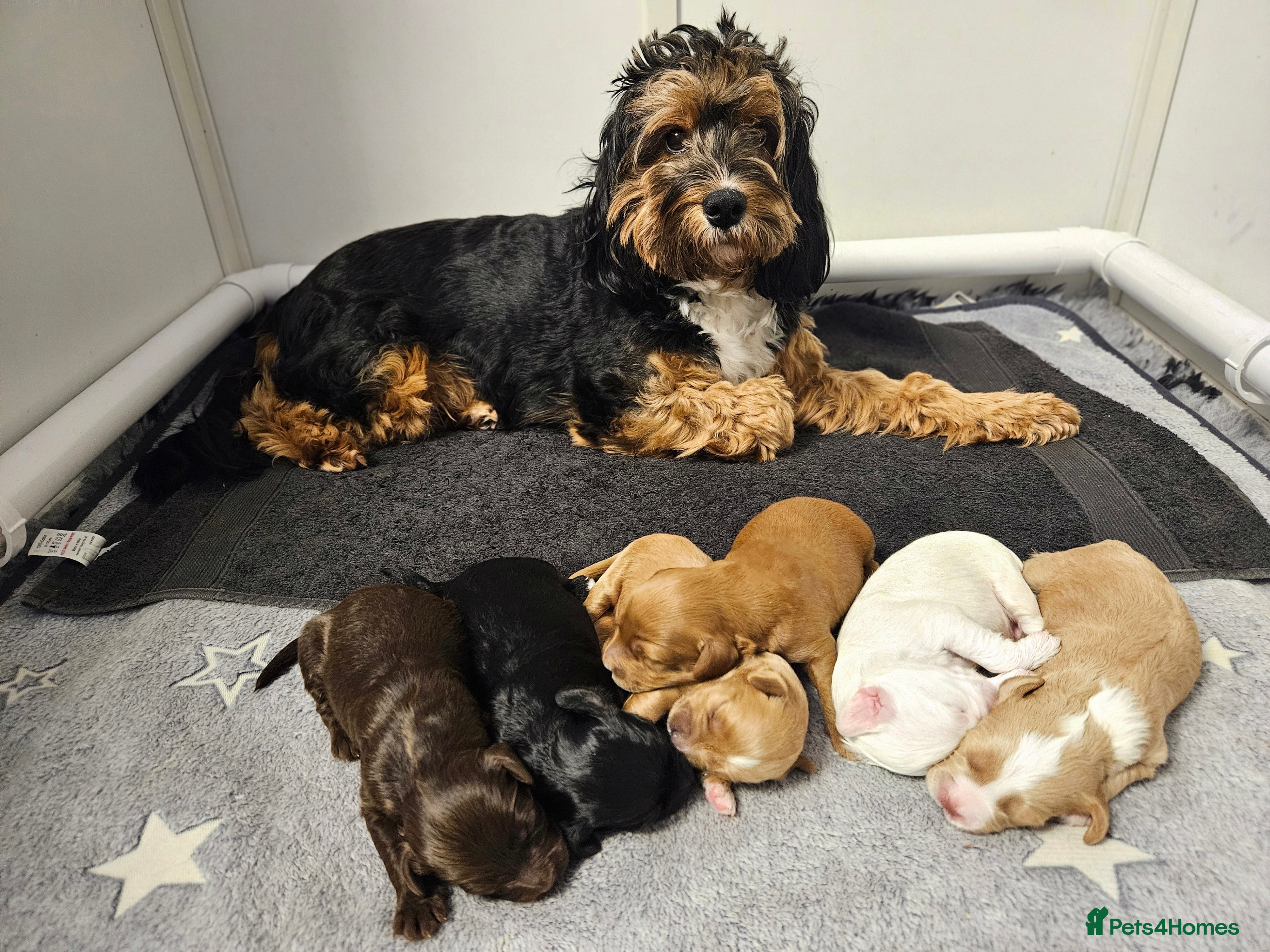 Australian Labradoodle dogs Australian Labradoodle Hybrid Puppies - Advert 1