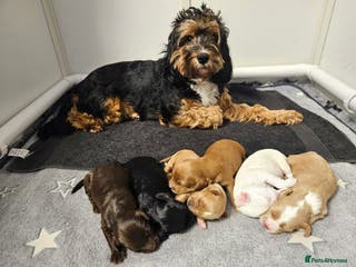 Australian Labradoodle dogs Australian Labradoodle Hybrid Puppies - Advert 1