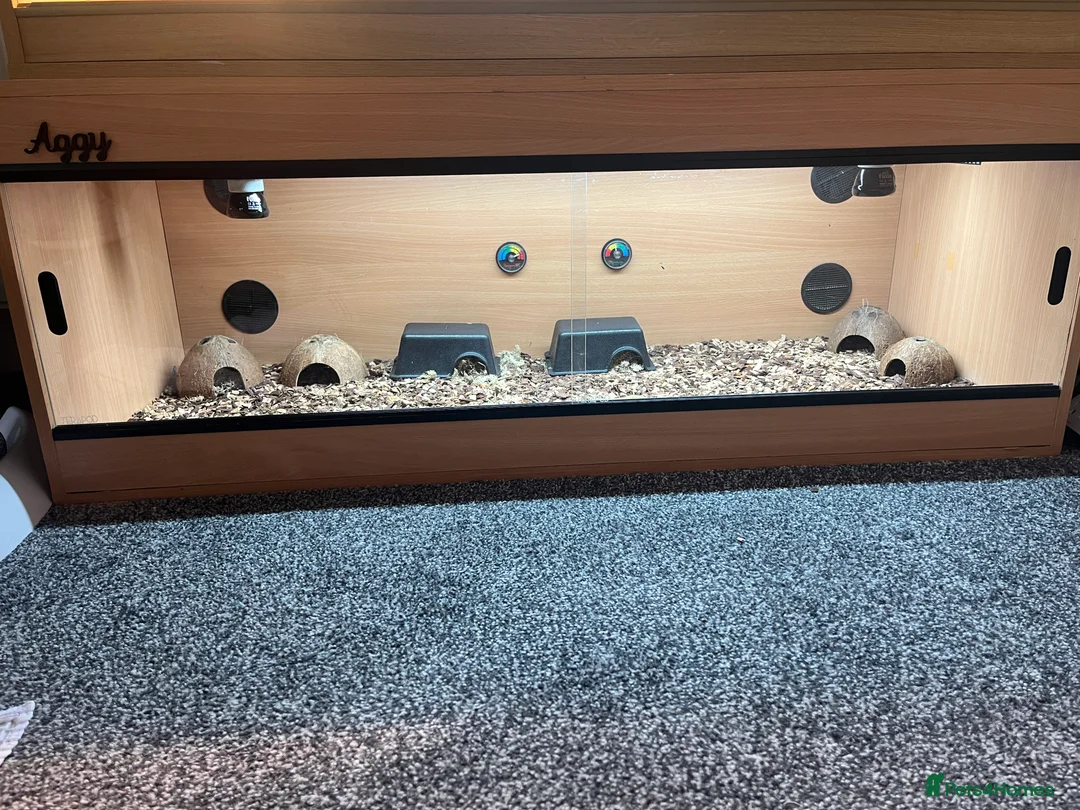 Gecko reptiles for sale: African fat tailed gecko - Advert 4