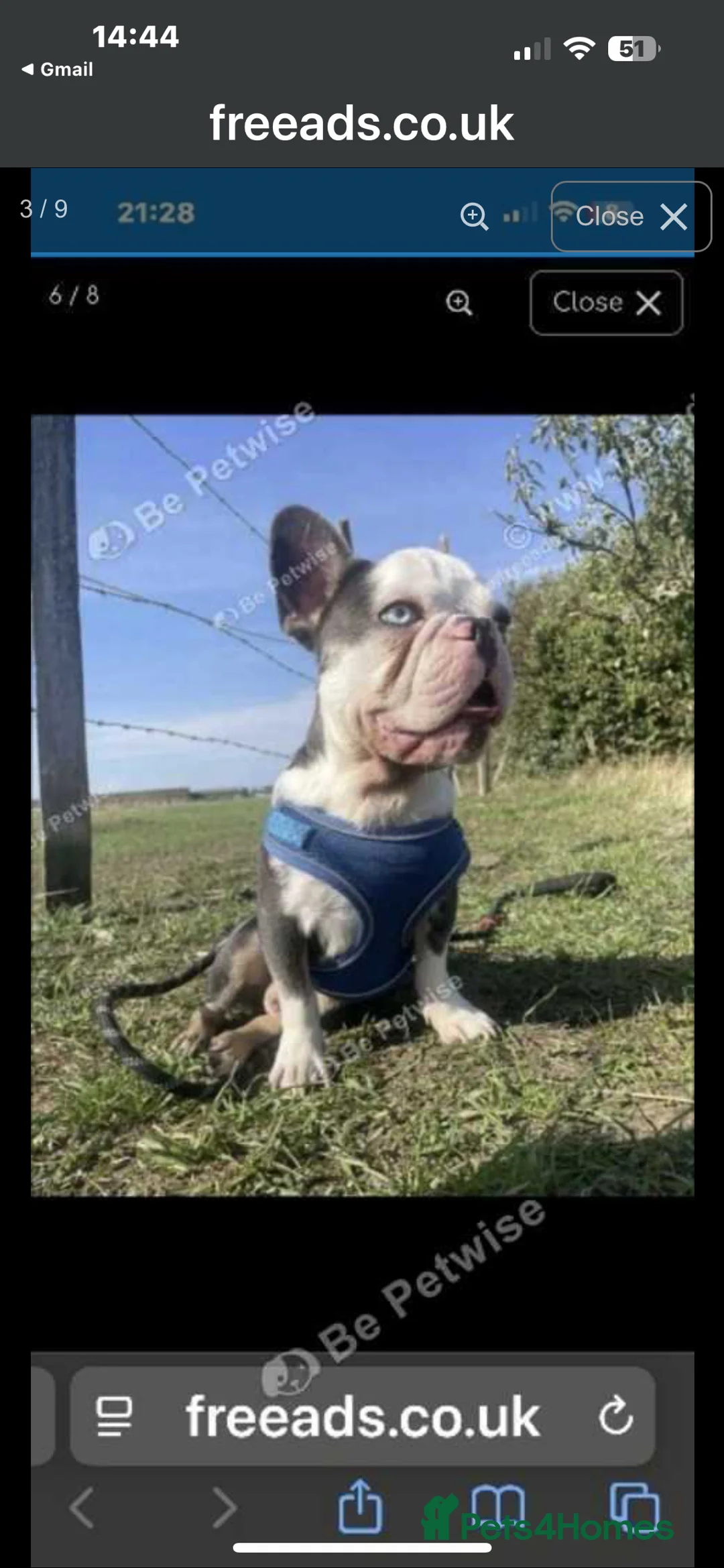 French Bulldog dogs for sale: RARE MINI FRENCH BULLDOG BLUE EYES  - Advert 8