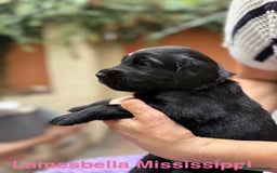 Flat coated Retriever dogs for sale: KC Registered puppies from outstanding parents. - Image 18