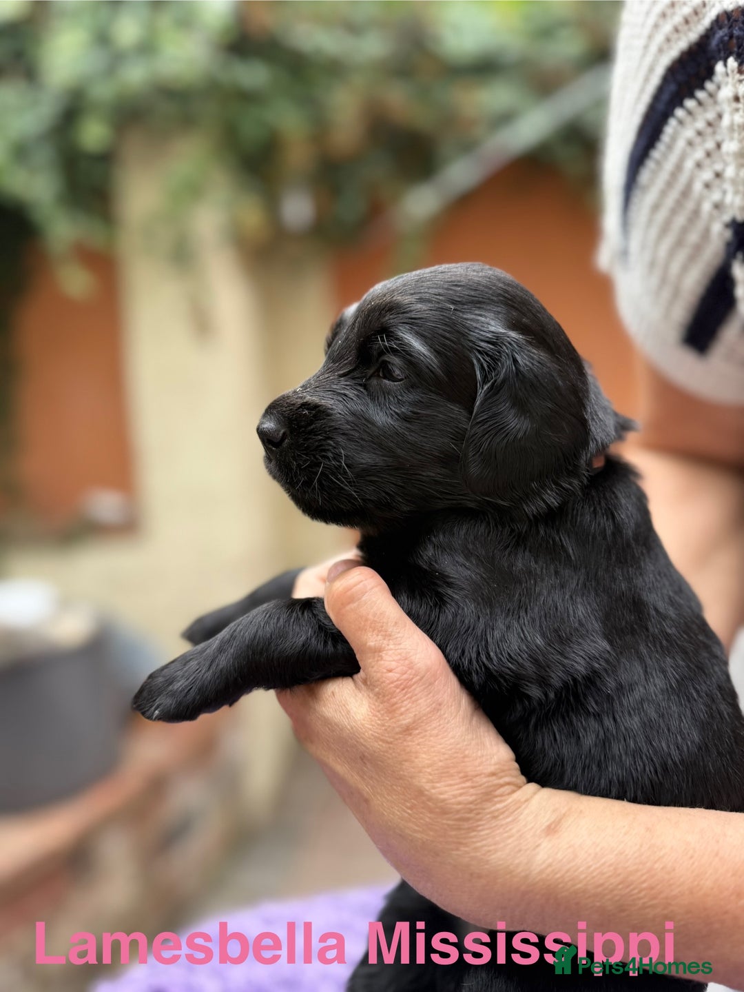 Flat coated Retriever dogs for sale: KC Registered puppies from outstanding parents. - Image 18