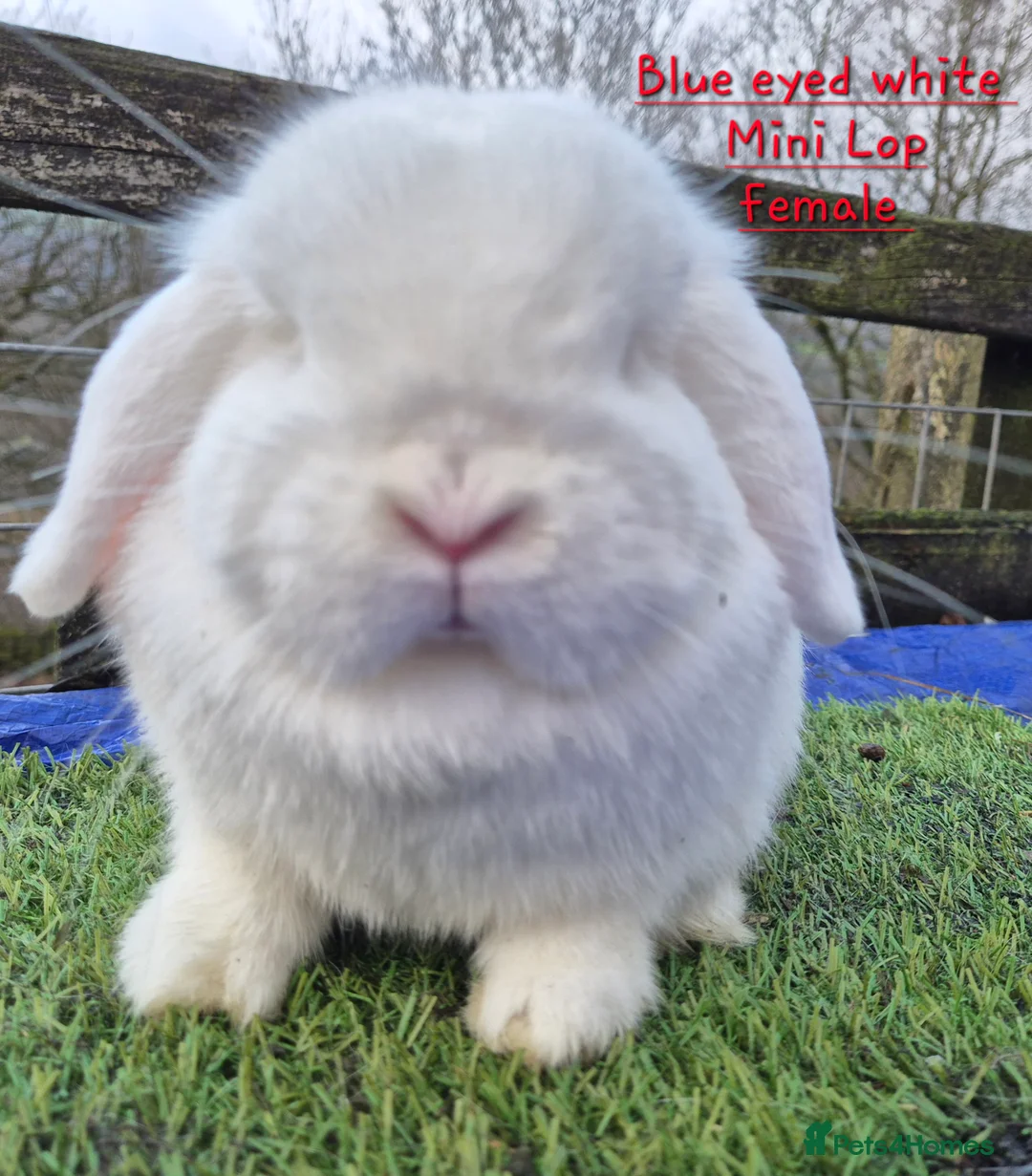 Mini Lop rabbits for sale: Various Mini Lop  - Advert 1