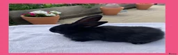 Smoke Pearl rabbits for sale: Smoked pearl x plush babies  in Wolverhampton - Advert 10