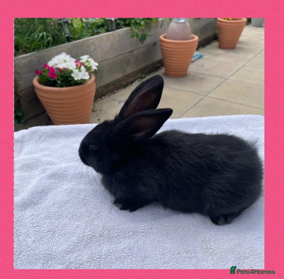 Smoke Pearl rabbits for sale: Smoked pearl x plush babies  in Wolverhampton - Advert 10