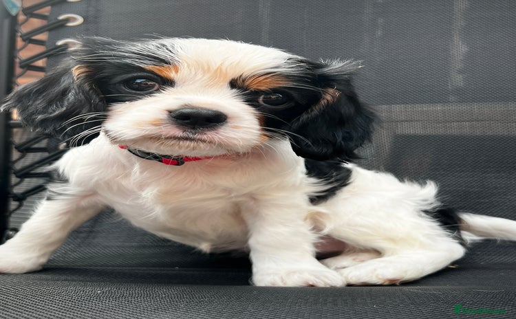 Cavalier King Charles Spaniel dogs - Advert 8