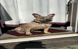 Mixed Breed dogs for sale: Blue  - Image 5