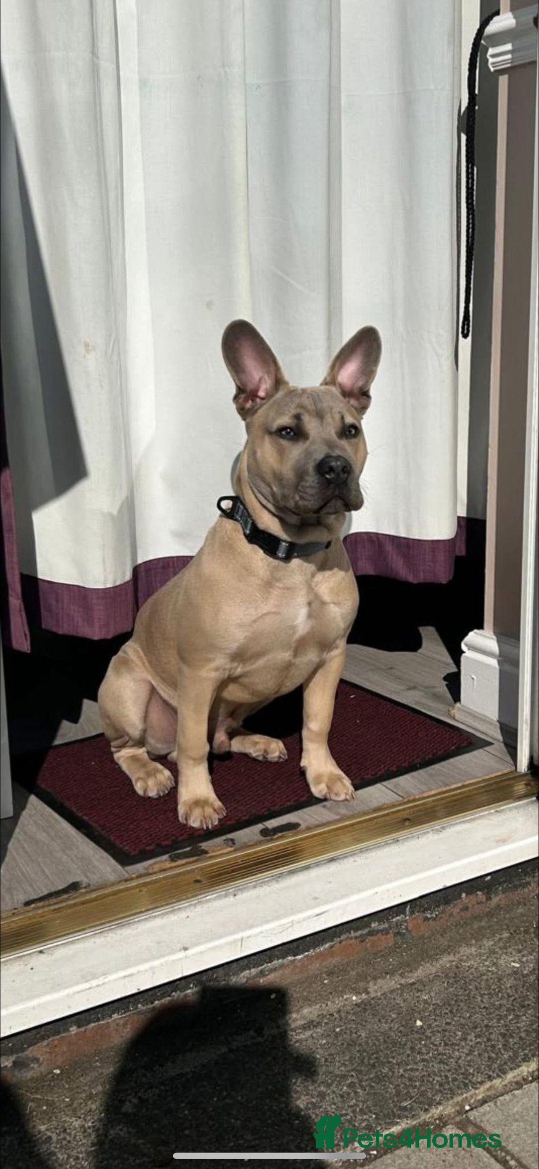 Mixed Breed dogs for sale: Blue  - Image 5
