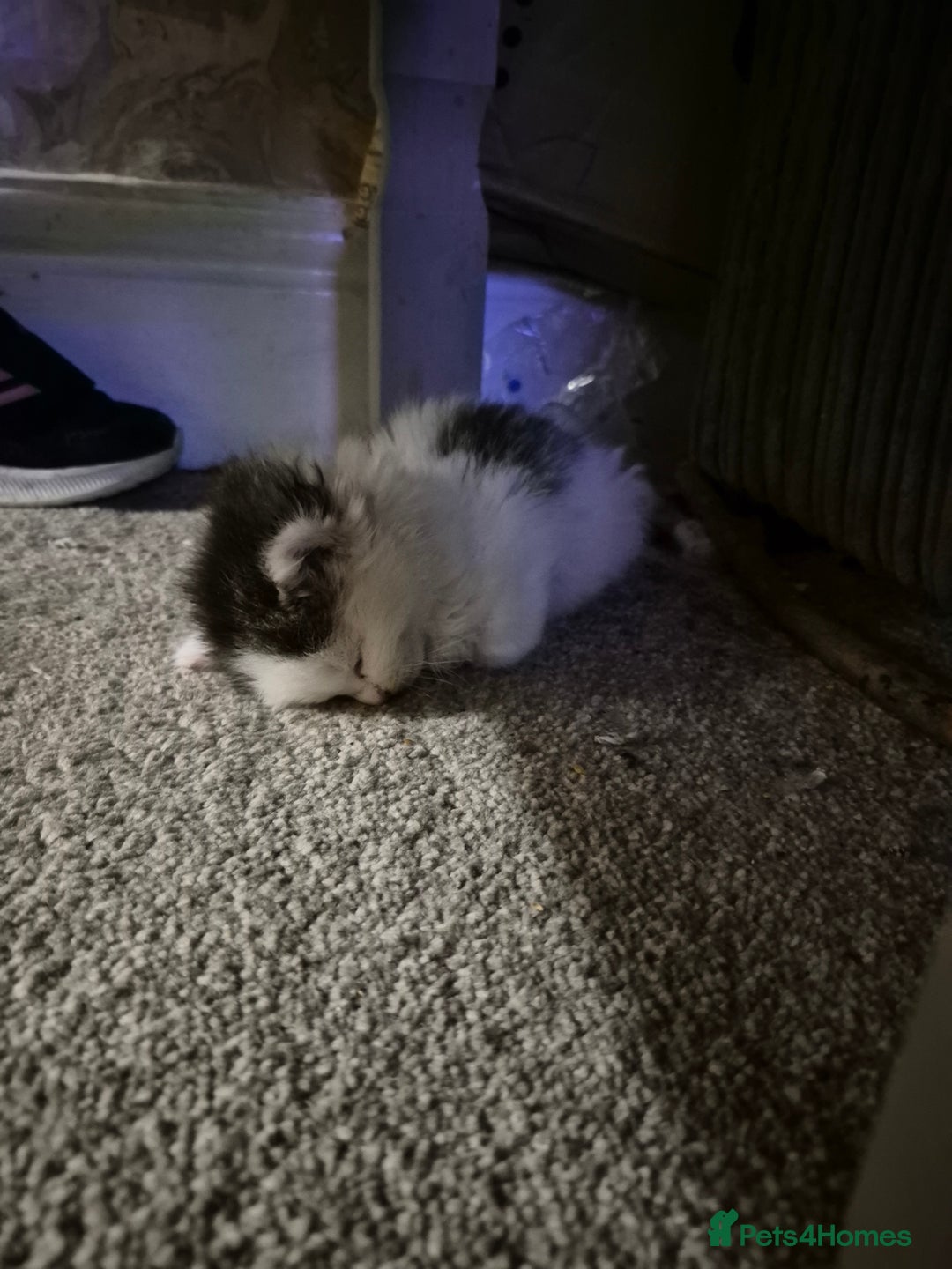 Ragdoll cats for sale: 💥💞Ragdoll x domestic💞💥  - Advert 12