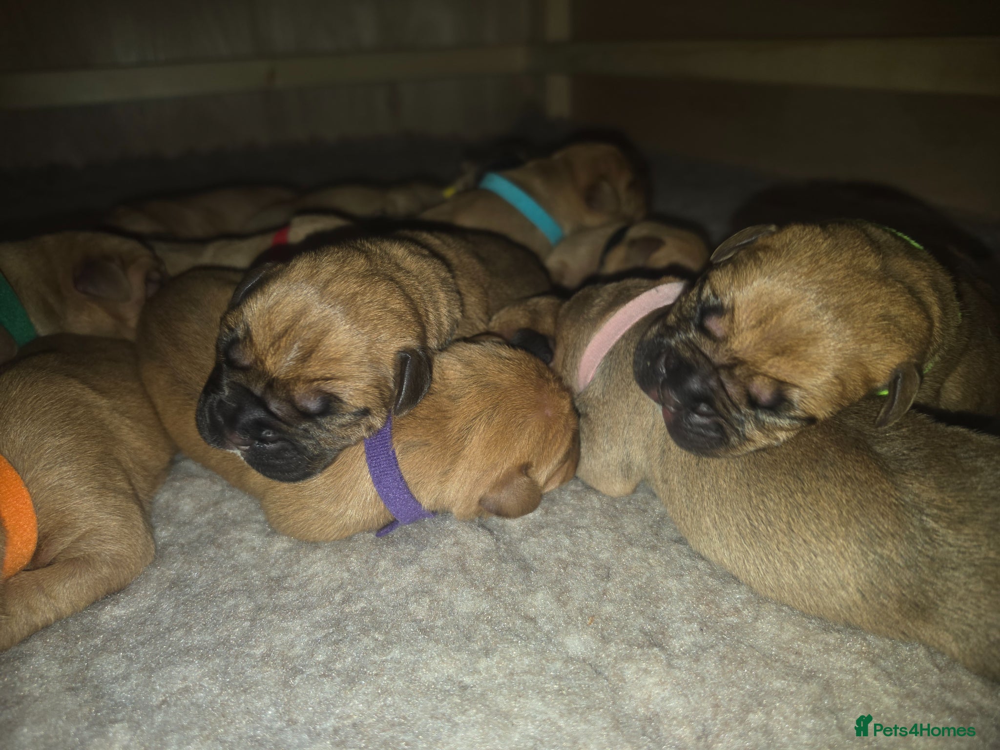 Mixed Breed dogs Stunning Dogue de Bordeaux Mastiff puppies - Advert 3