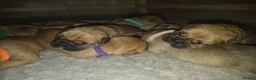 Mixed Breed dogs for sale: Stunning Dogue de Bordeaux / Mastiff puppies - Advert 1