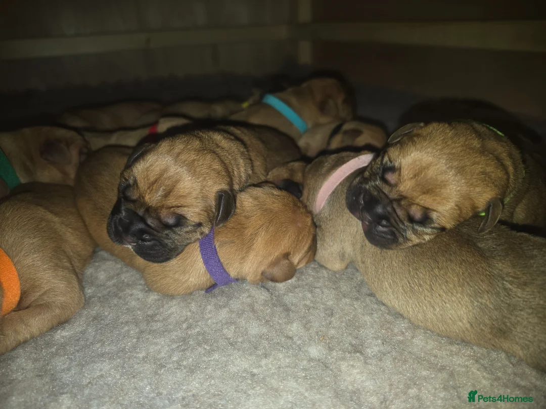 Mixed Breed dogs for sale: Stunning Dogue de Bordeaux / Mastiff puppies - Advert 1