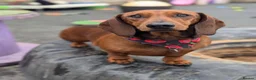 Dachshund dogs for sale: Chester is looking for a new home - Advert 7