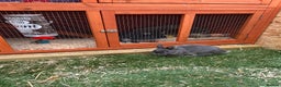Netherland Dwarf rabbits for sale: 2 Male Netherland Dwarf rabbits 18 months old  - Advert 7