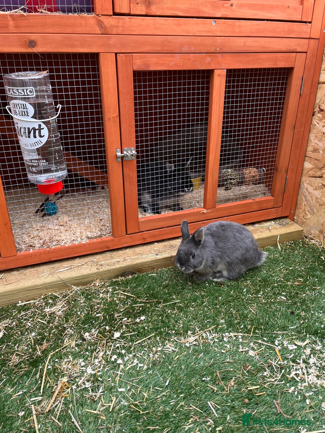 Netherland Dwarf rabbits for sale: 2 Male Netherland Dwarf rabbits 18 months old  - Advert 7