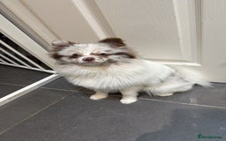 Pomeranian dogs for stud: Obi (for stud only)  - Image 5