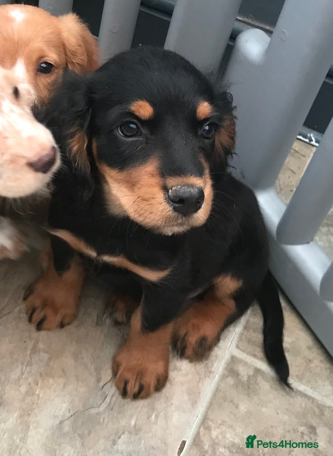 Sprocker dogs for sale: Sprocker pups  - Image 15