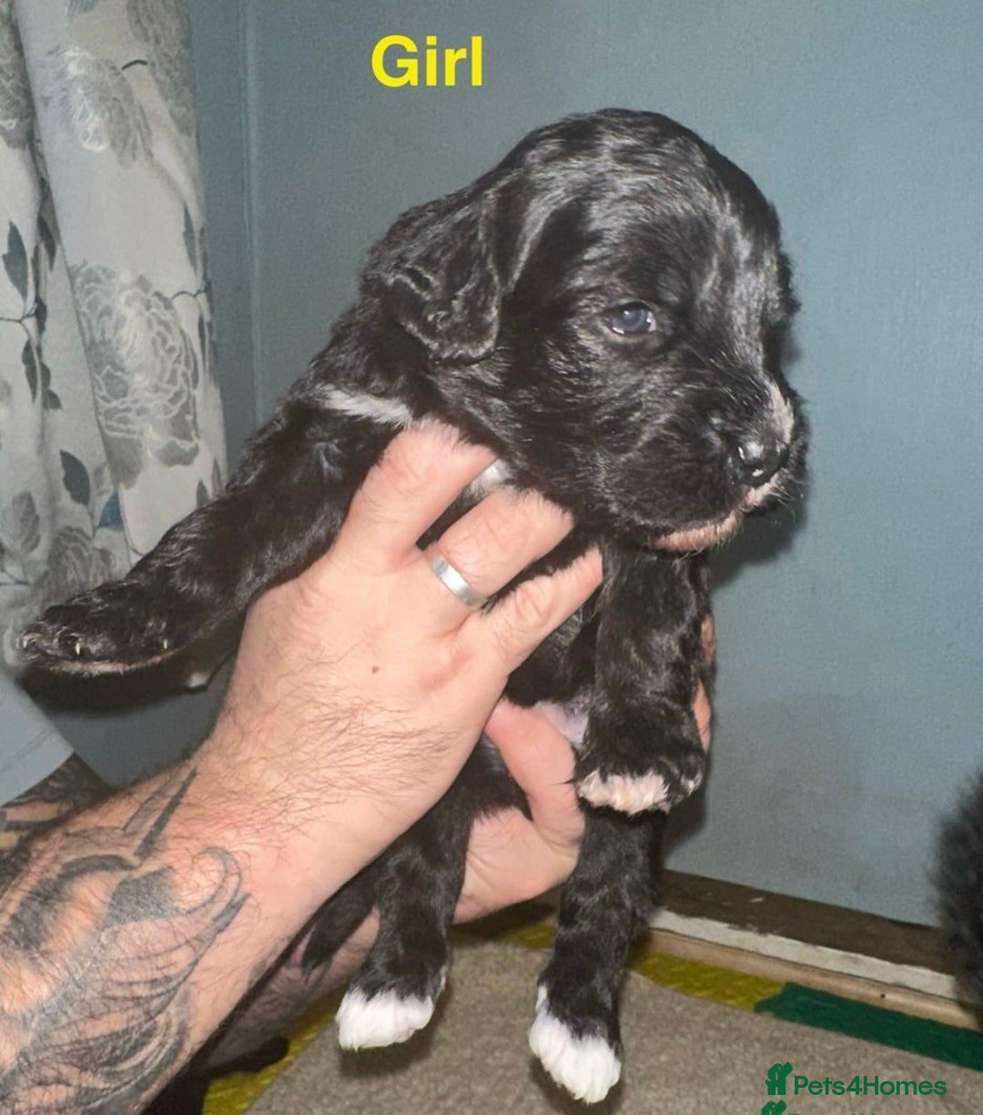 Saint Bernard dogs for sale: F1 St Berdoodle  - Image 14